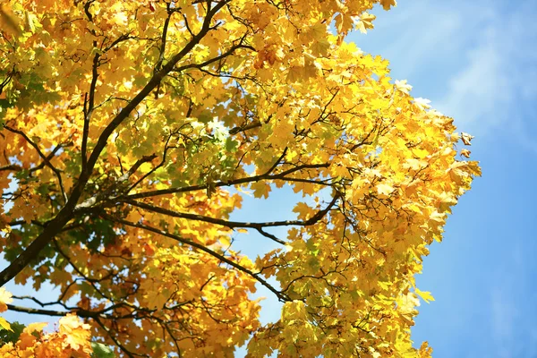 Gałęzie z liśćmi żółty i niebieski niebo — Zdjęcie stockowe