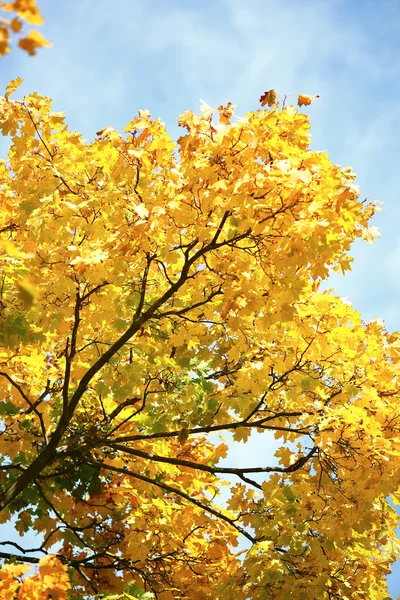 Klonowej gałęzi z żółtymi liśćmi — Zdjęcie stockowe