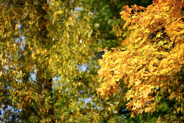 Yellow branches against a green tree — Stock Photo, Image