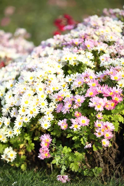 Beautiful chrysanthemums bush — Stock Photo, Image