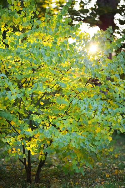 Drzewo z liśćmi zielony i żółty — Zdjęcie stockowe