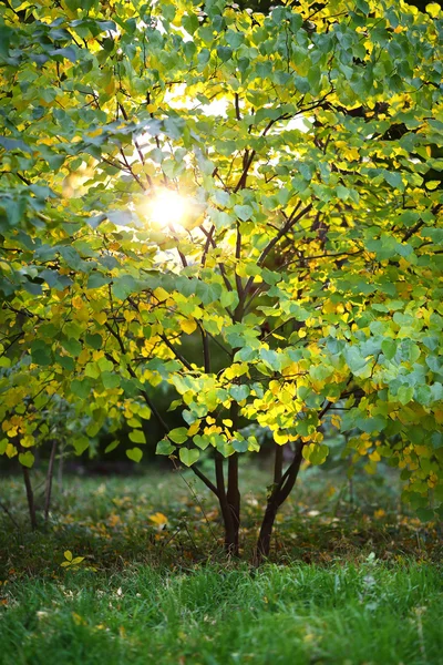 Młode drzewo o liściach zielonych i żółtych — Zdjęcie stockowe