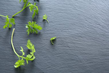 maydanoz yaprakları yeni bir sayfa üzerinde