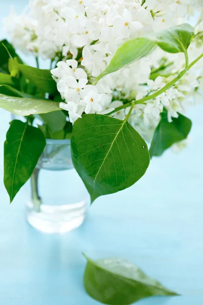 Lila med gröna blad i ett glas — Stockfoto