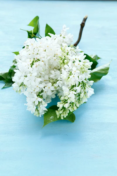 Branche avec lilas blanc — Photo