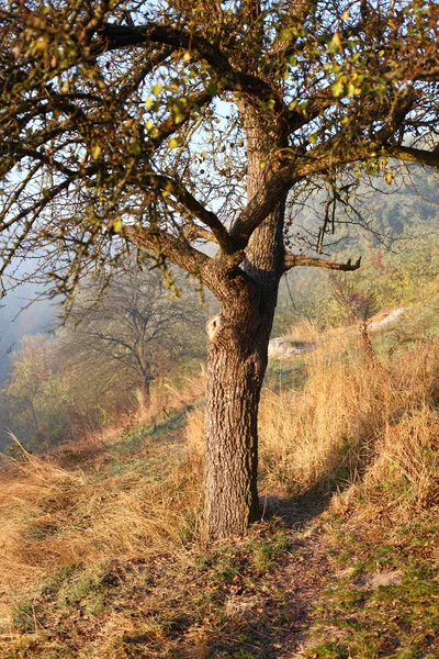 Stare drzewo bez liści — Zdjęcie stockowe