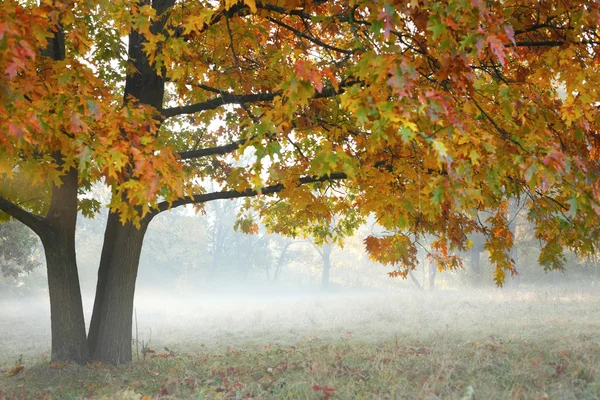Beautiful tree in the fog — Stock Photo, Image