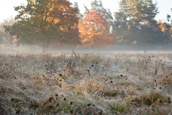 Jesienią pól w szron — Zdjęcie stockowe