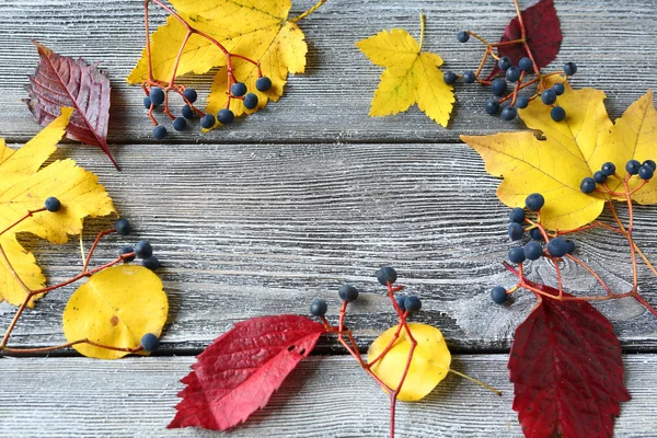 Żółty i czerwony klon liść i dzikich winogron na deskach — Zdjęcie stockowe