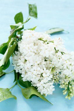 Lila yeşil yaprak ile