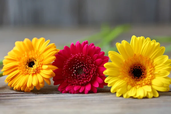 Tres de gerberas coloridas en tableros de madera —  Fotos de Stock