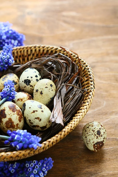 Vaktelägg i en korg med hyacint — Stockfoto