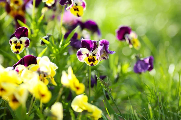 Viooltjes in voorjaar gras — Stockfoto