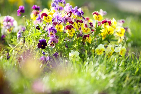 Multicolored violets in the green grass — Stock Photo, Image