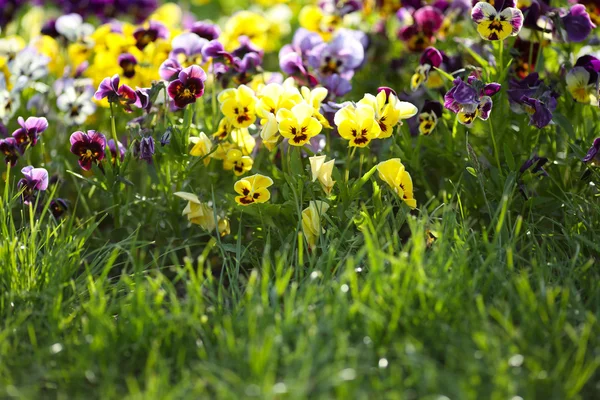 Blauwe en gele voorjaar viooltjes — Stockfoto