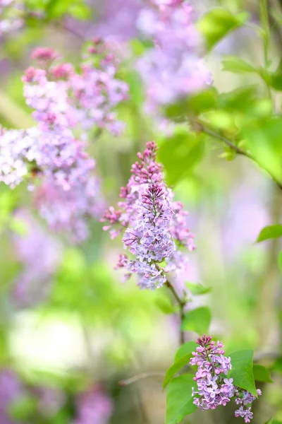 Lilases púrpura primavera — Fotografia de Stock