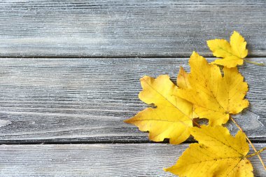 Akçaağaç yaprakları kurullarında