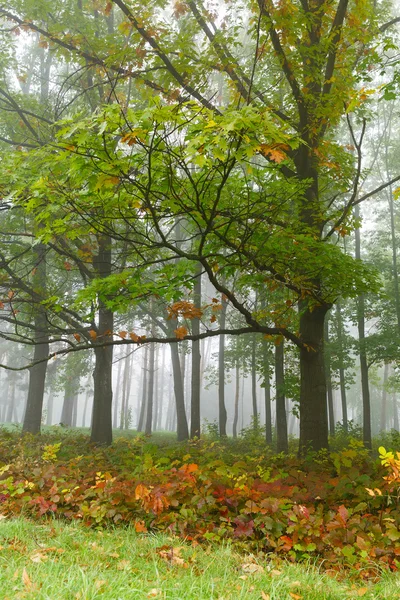 Jesienny las we mgle — Zdjęcie stockowe