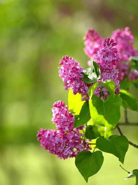 Branch florescendo lilás — Fotografia de Stock