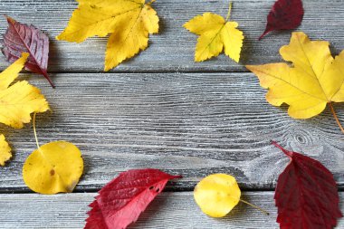 Sarı ve kırmızı akçaağaç yaprağı