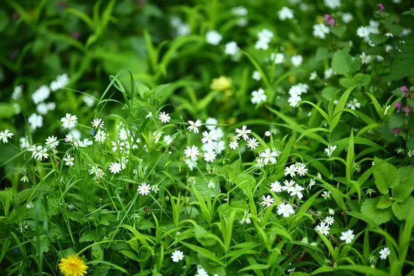 Squill siberiano en la hierba —  Fotos de Stock