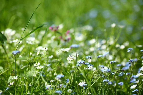 Blossom Scilla in the green grass — Stock Photo, Image