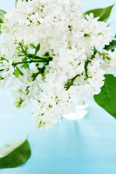 Lilas dans un verre — Photo