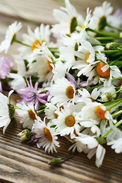 Veel Camomiles op de planken — Stockfoto