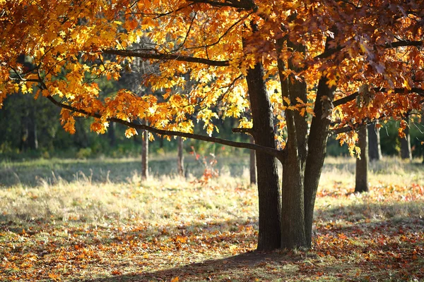 Autumn oak tree on a glade — Stock Photo, Image