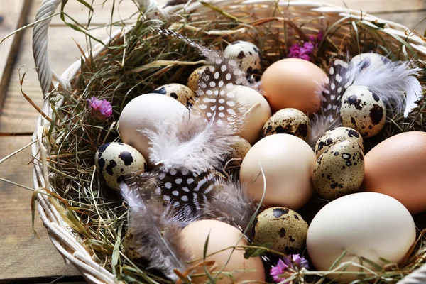 Fresh eggs and feathers — Stock Photo, Image
