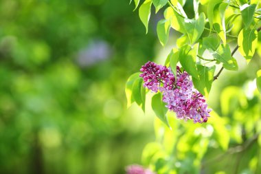 yeşil bir arka plan üzerinde leylak dalı