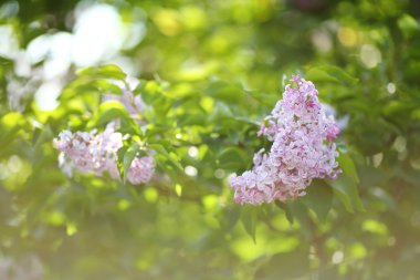 Bush Eflatun çiçekler