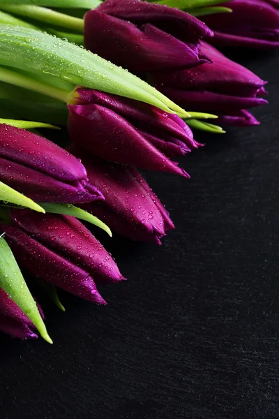 Tulipány na černém pozadí — Stock fotografie