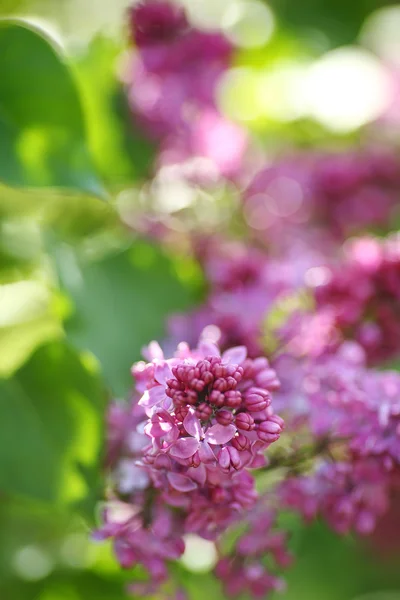 Fundo com flores lilás — Fotografia de Stock