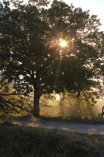 Sabah parkta ağaç — Stok fotoğraf