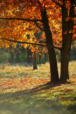 ormanda sonbahar ağacı