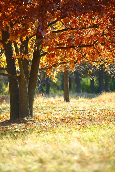 Oak tree in autumn — Stock Photo, Image