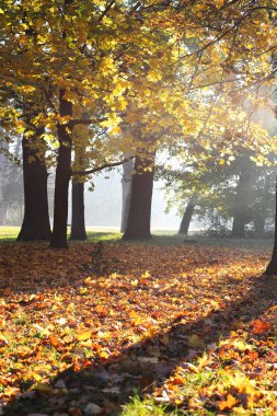 sonbahar doğanaturaleza otoño