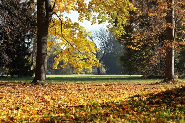 sonbahar Şehir Parkı