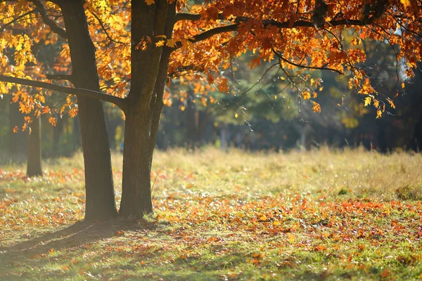 Yellow tree in park — Stock Photo, Image