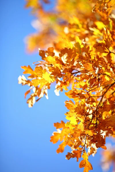 Золотая осенняя ветвь — стоковое фото