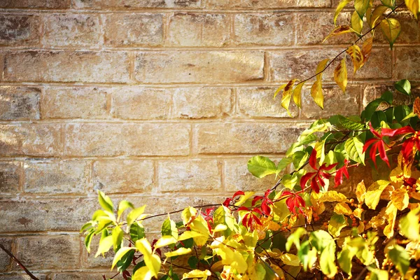 Oude bakstenen muur en ivy herfst — Stockfoto