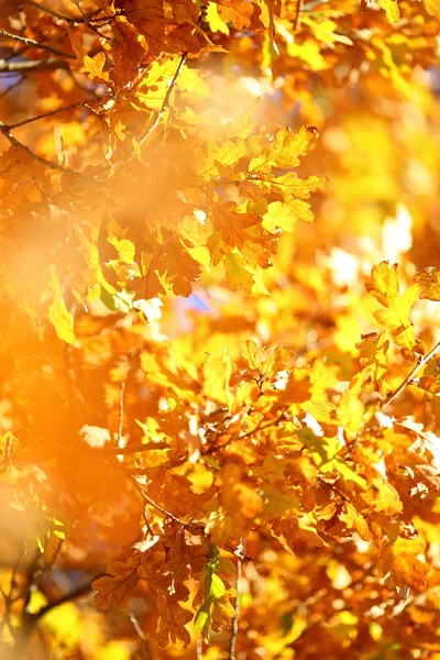 Złoty dąb liści — Zdjęcie stockowe