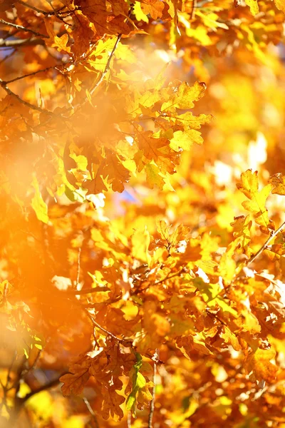 Golden oak foliage — Stock Photo, Image