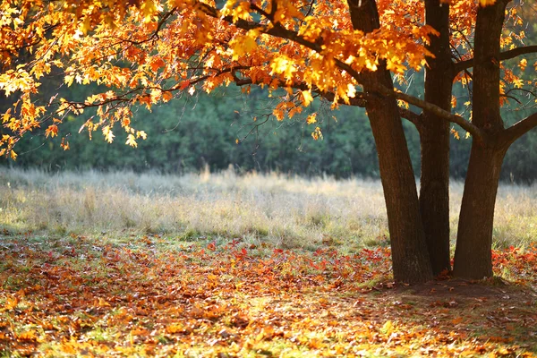 Jesienią drzewa z żółtym — Zdjęcie stockowe