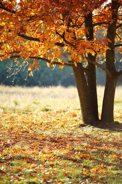 Jesień krajobraz z drzewa — Zdjęcie stockowe
