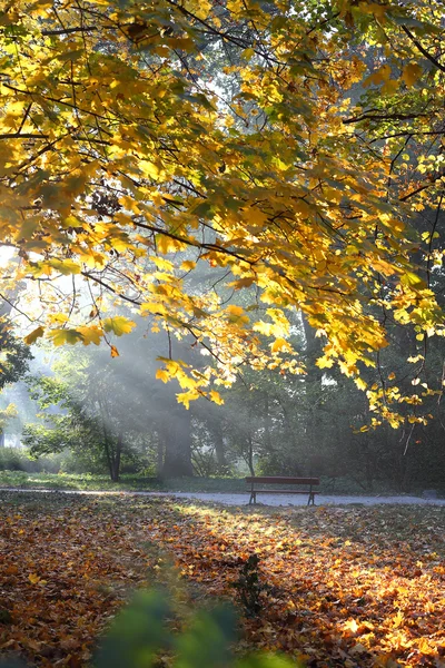 Yellow branch and sunlight — Stock Photo, Image