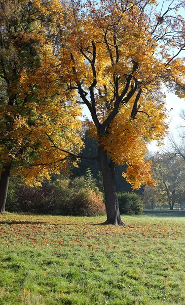 Albero autunnale oro su radica verde — Foto Stock