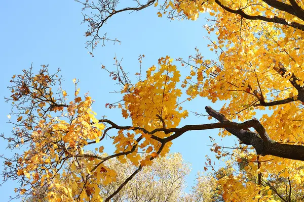 Золотая листва и голубое небо — стоковое фото