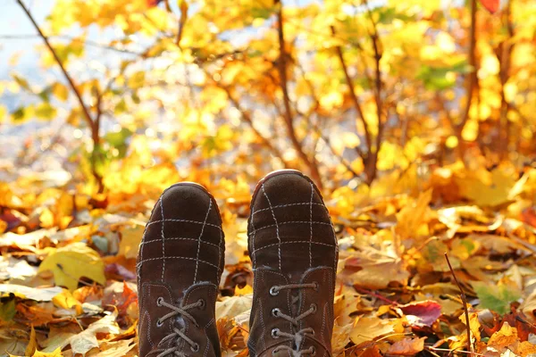 Herbststrauch mit gelben Blättern und Stiefeln — Stockfoto